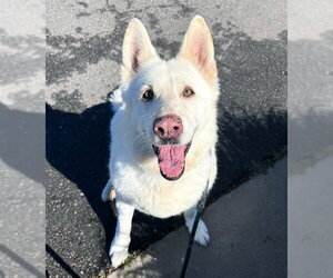 German Shepherd Dog Dogs for adoption in Sacramento, CA, USA