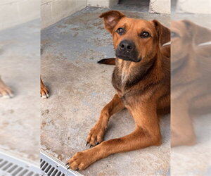 Rhodesian Ridgeback-Unknown Mix Dogs for adoption in Corpus Christi, TX, USA