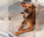 Small Rhodesian Ridgeback Mix