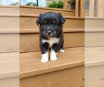 Small Photo #2 Miniature Australian Shepherd Puppy For Sale in DAWSON, GA, USA