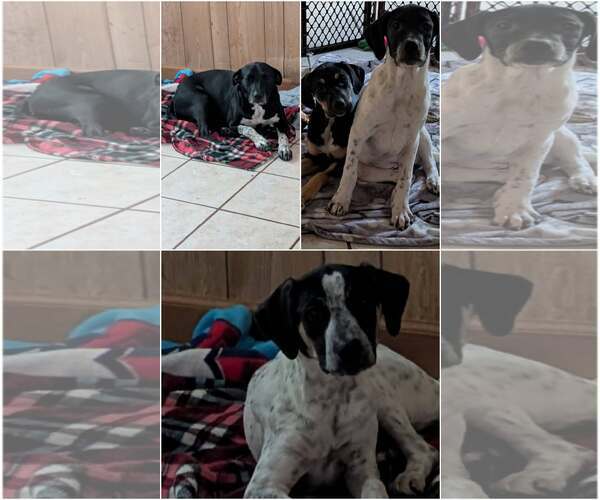 Medium Photo #4 Lab-Pointer Puppy For Sale in Crystal, MN, USA