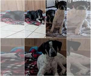 Cookie *Help! I need a foster home!* - Female Lab-Pointer Dog for Adoption - Photo #4