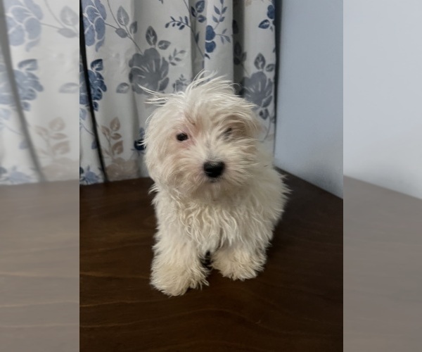Medium Photo #53 Havanese Puppy For Sale in DURHAM, CT, USA