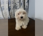 Small #52 Havanese