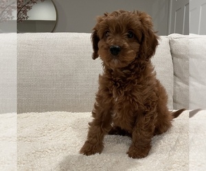 Cavapoo Puppy for sale in ISSAQUAH, WA, USA