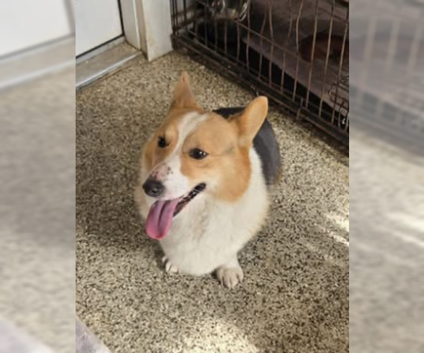 Medium Photo #1 Pembroke Welsh Corgi Puppy For Sale in Unionville, PA, USA