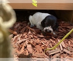 Small Photo #28 German Wirehaired Pointer Puppy For Sale in PAOLA, KS, USA