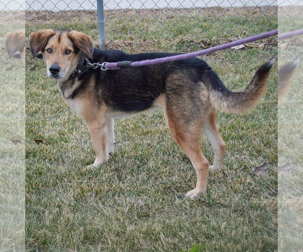 Medium Photo #2 Collie-German Shepherd Dog Mix Puppy For Sale in Huntley, IL, USA