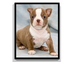 Small Photo #1 Boston Terrier Puppy For Sale in CLARE, MI, USA