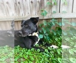 Small #5 Labrador Retriever Mix