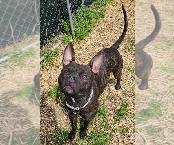 Medium Photo #2 Boxer-Unknown Mix Puppy For Sale in Evansville, IN, USA