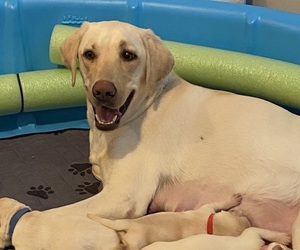 Mother of the Labrador Retriever puppies born on 12/04/2022