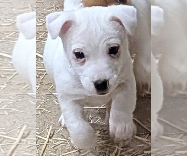 Medium Photo #1 Jack Russell Terrier Puppy For Sale in APPLE GROVE, WV, USA
