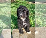 Puppy Sky Bordoodle