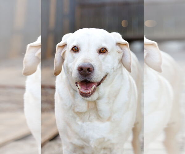 Medium Photo #5 Mutt Puppy For Sale in McKinney, TX, USA