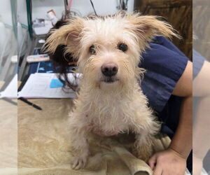 Mutt Dogs for adoption in Chico, CA, USA