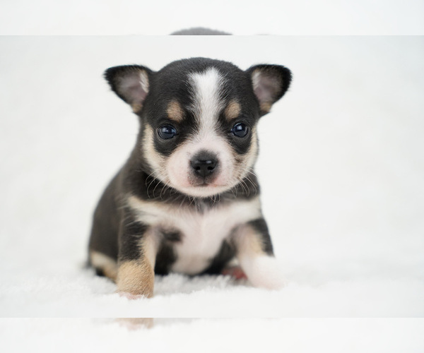 Medium Photo #7 Chihuahua Puppy For Sale in UNION GROVE, NC, USA