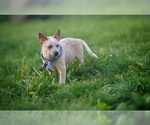 Small Photo #9 Australian Cattle Dog Puppy For Sale in PILOT, VA, USA