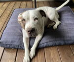 Small #3 American Staffordshire Terrier Mix