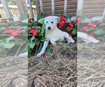 Puppy Ferrah German Shepherd Dog