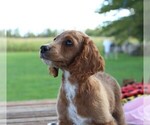 Small Photo #14 Cavapoo Puppy For Sale in MEADVILLE, PA, USA