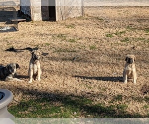Anatolian Shepherd-Great Pyrenees Mix Puppy for sale in WOODVILLE, TX, USA