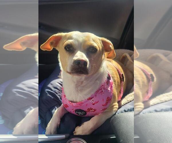 Medium Photo #1 Chihuahua-Unknown Mix Puppy For Sale in Hayward, CA, USA