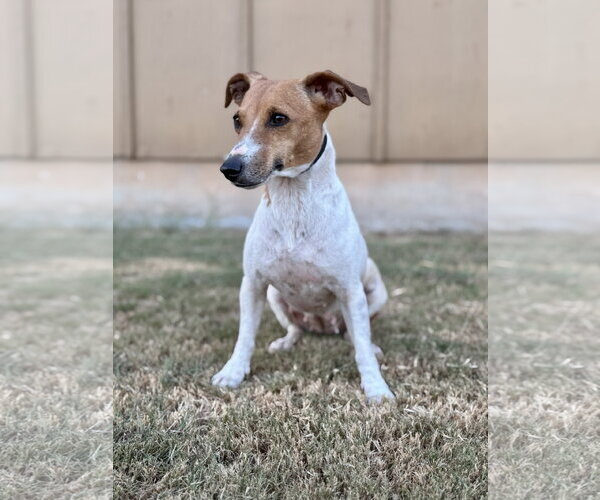 Medium Photo #4 Jack Russell Terrier-Unknown Mix Puppy For Sale in PIPE CREEK, TX, USA