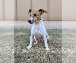 Hannah - Female Jack Russell Terrier-Unknown Mix Dog for Adoption - Photo #4