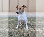 Small Photo #4 Jack Russell Terrier-Unknown Mix Puppy For Sale in PIPE CREEK, TX, USA