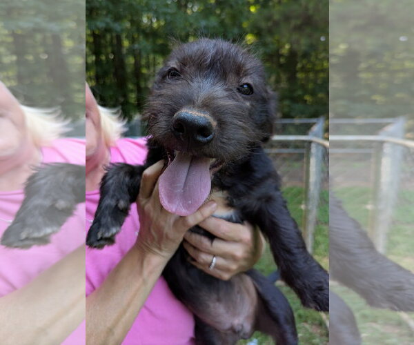 Medium Photo #3 Basset Hound-Unknown Mix Puppy For Sale in Milner, GA, USA