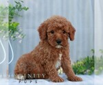 Small #2 Goldendoodle (Miniature)