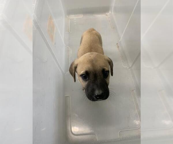 Medium Photo #1 Black Mouth Cur-Unknown Mix Puppy For Sale in Corpus Christi, TX, USA