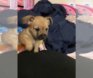 Jack Chi Puppy for sale in JACKSONVILLE, FL, USA