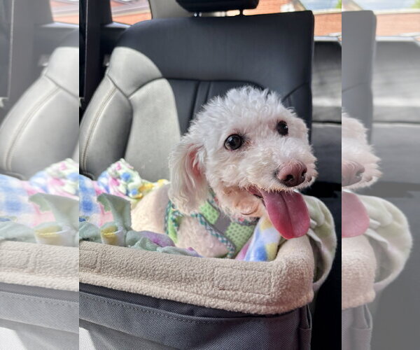 Medium Photo #5 Bichpoo Puppy For Sale in St. Louis Park, MN, USA