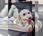 Small #4 Bichpoo