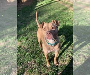 Frankie - Female American Staffordshire Terrier-Unknown Mix Dog for Adoption - Photo #4