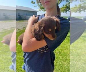 Dachshund Puppy for sale in AINSWORTH, IA, USA