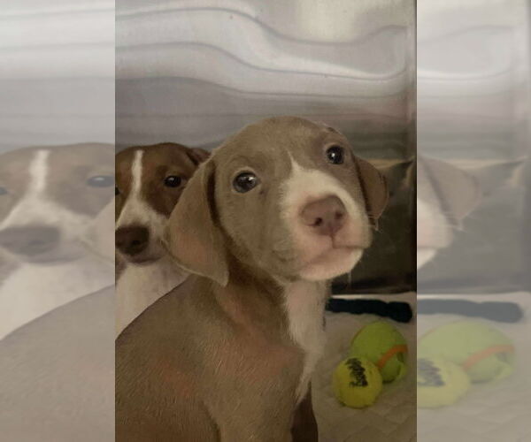 Medium Photo #1 Chiweenie Puppy For Sale in Foristell, MO, USA