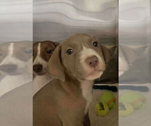 Chiweenie Dogs for adoption in Foristell, MO, USA