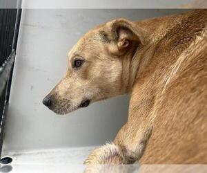 Labrador Retriever-Unknown Mix Dogs for adoption in Houston, TX, USA