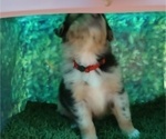 Small Photo #7 Australian Shepherd Puppy For Sale in SYLVA, NC, USA
