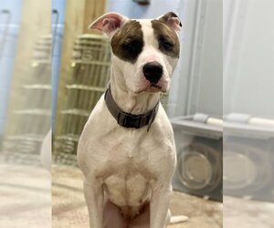 American Pit Bull Terrier Dogs for adoption in Westminster, MD, USA