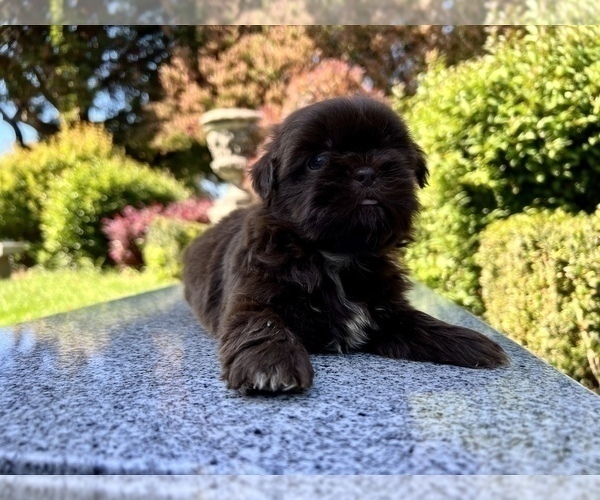 Medium Photo #34 Shih Tzu Puppy For Sale in HAYWARD, CA, USA