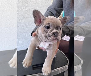French Bulldog Puppy for sale in CARSON, CA, USA
