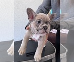 Small French Bulldog