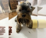Small #1 Yorkshire Terrier