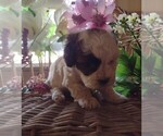 Small Photo #5 Maltipoo Puppy For Sale in PARKER, PA, USA