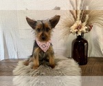 Sharla - Female Yorkshire Terrier Puppy for Sale - Photo #4