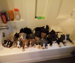 American Pit Bull Terrier Puppy for sale in MADISON HEIGHTS, MI, USA